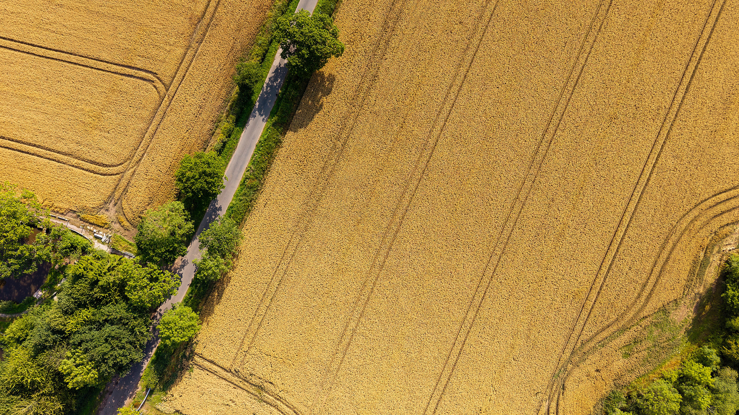 Arable farmland wheat field