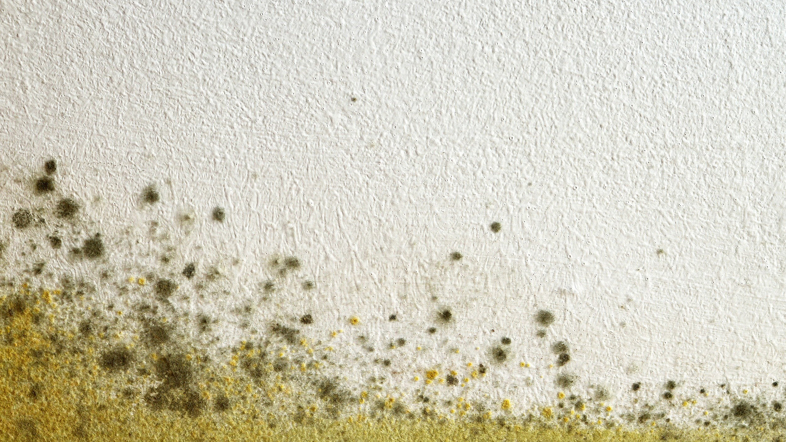 Guidance helps owners and tenants tackle damp and mould