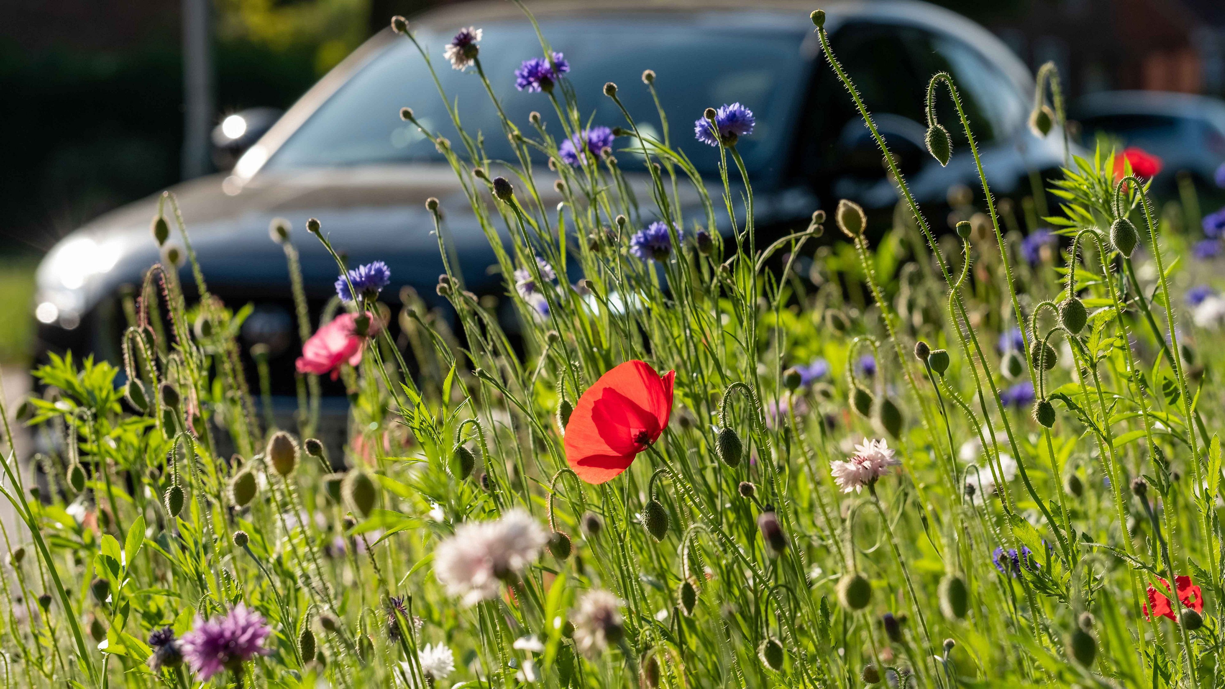 Wildflowers on verge of road