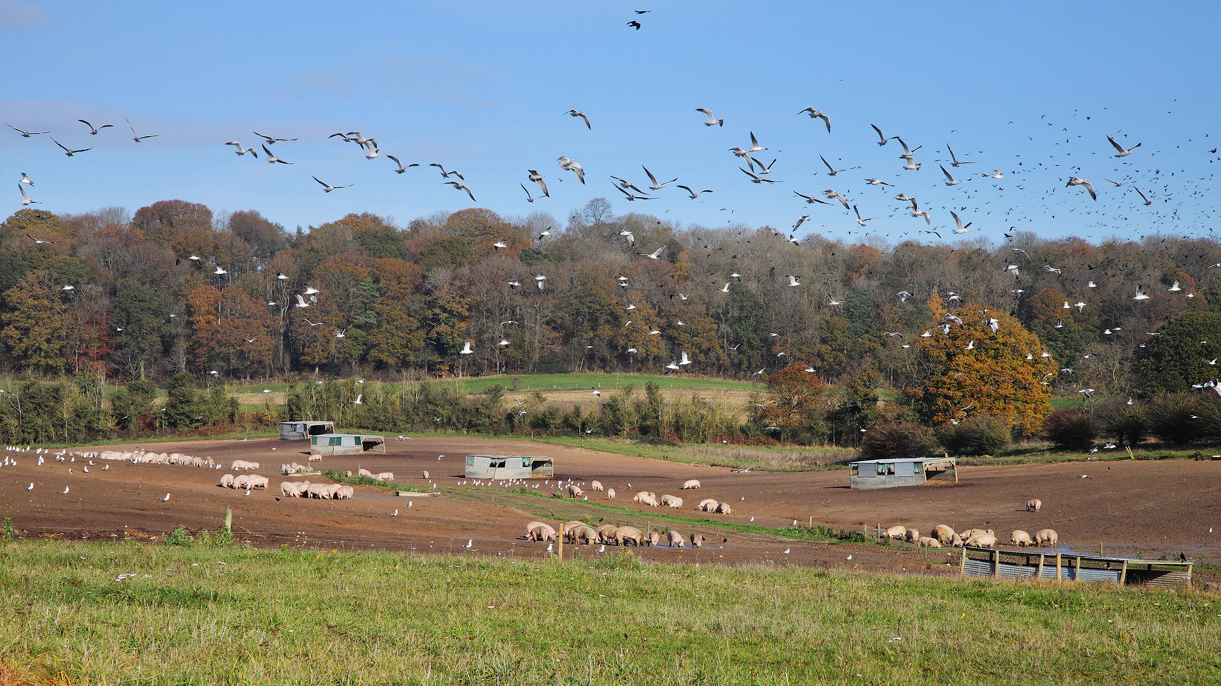 Have your say in the tenant farm  survey