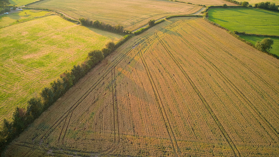 Aerial view of crops in fields