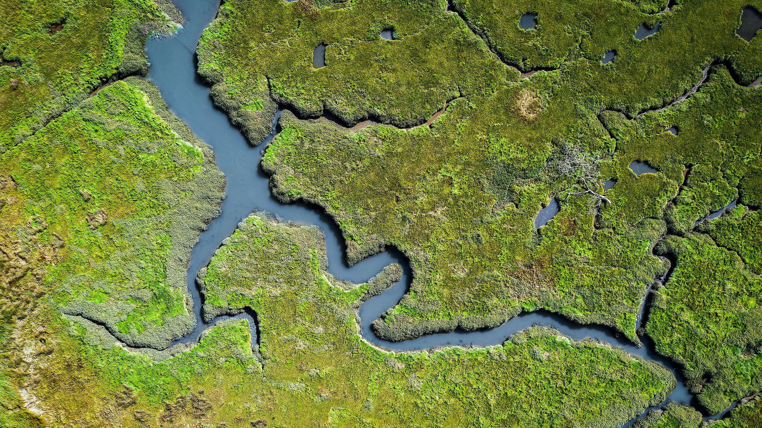 Lush green coastal wetlands