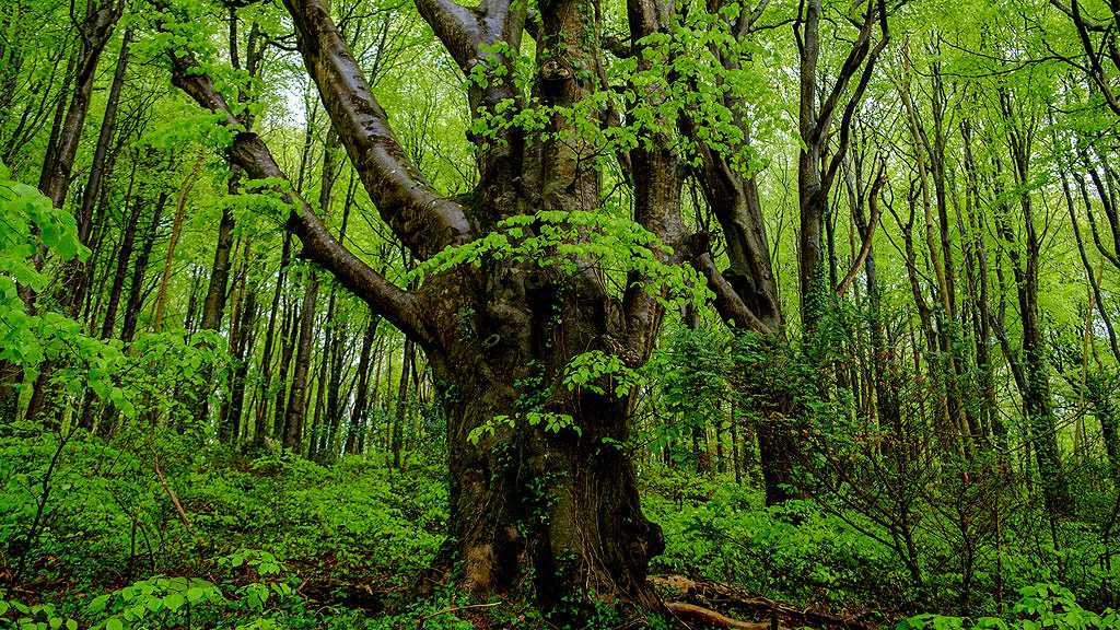 Irish woodland