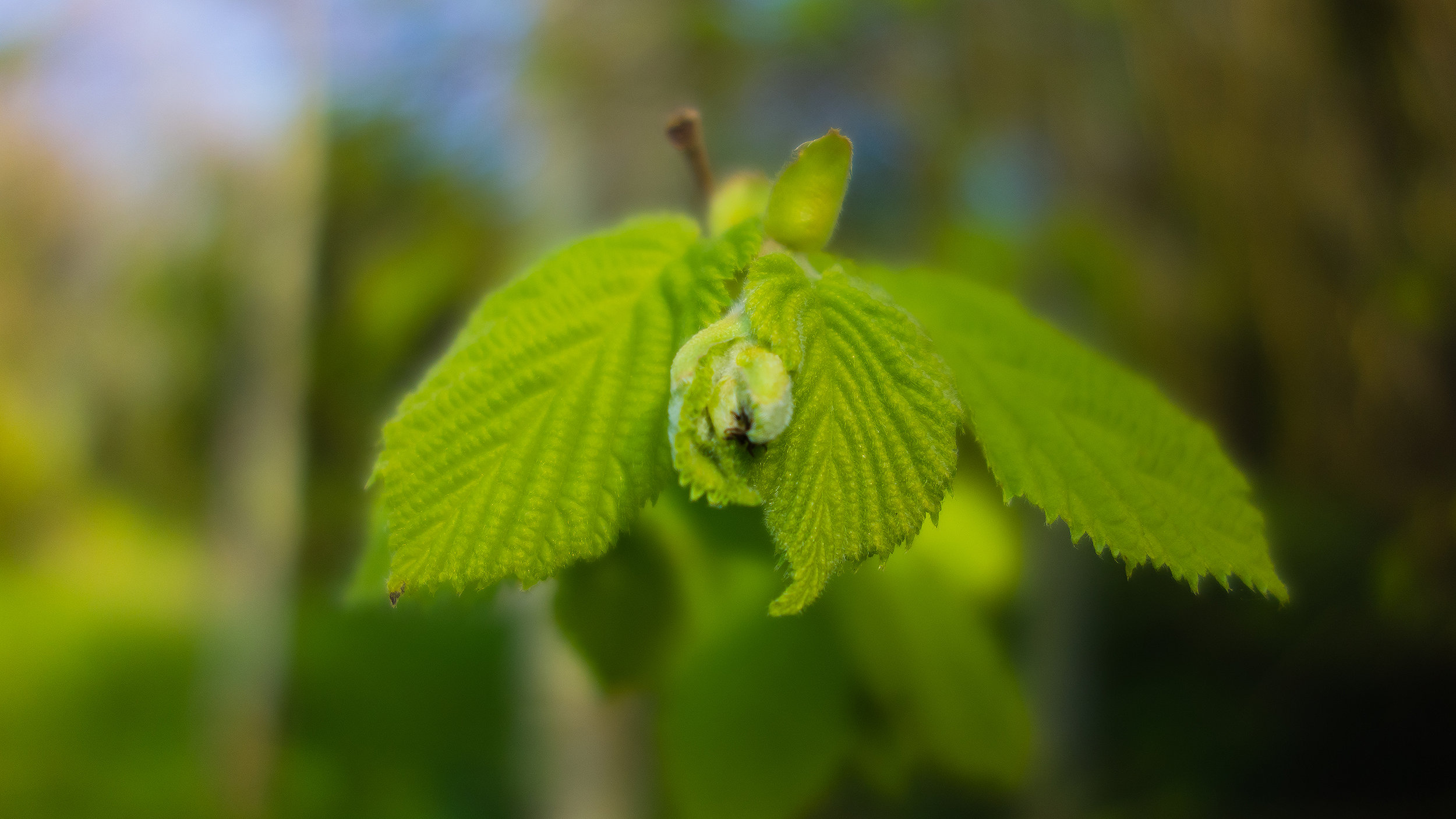 What opportunities do hazelnuts offer farmers?