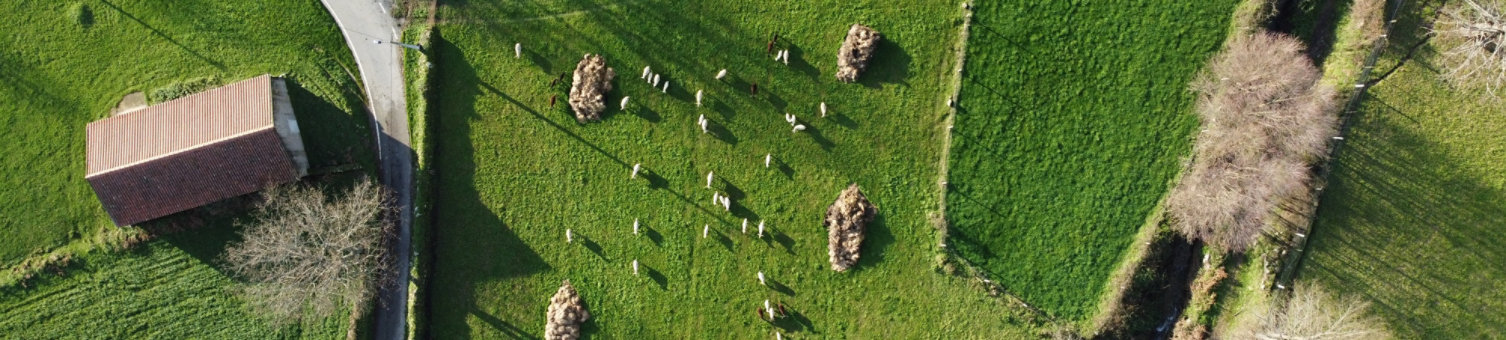 Top down view of livestock in a field