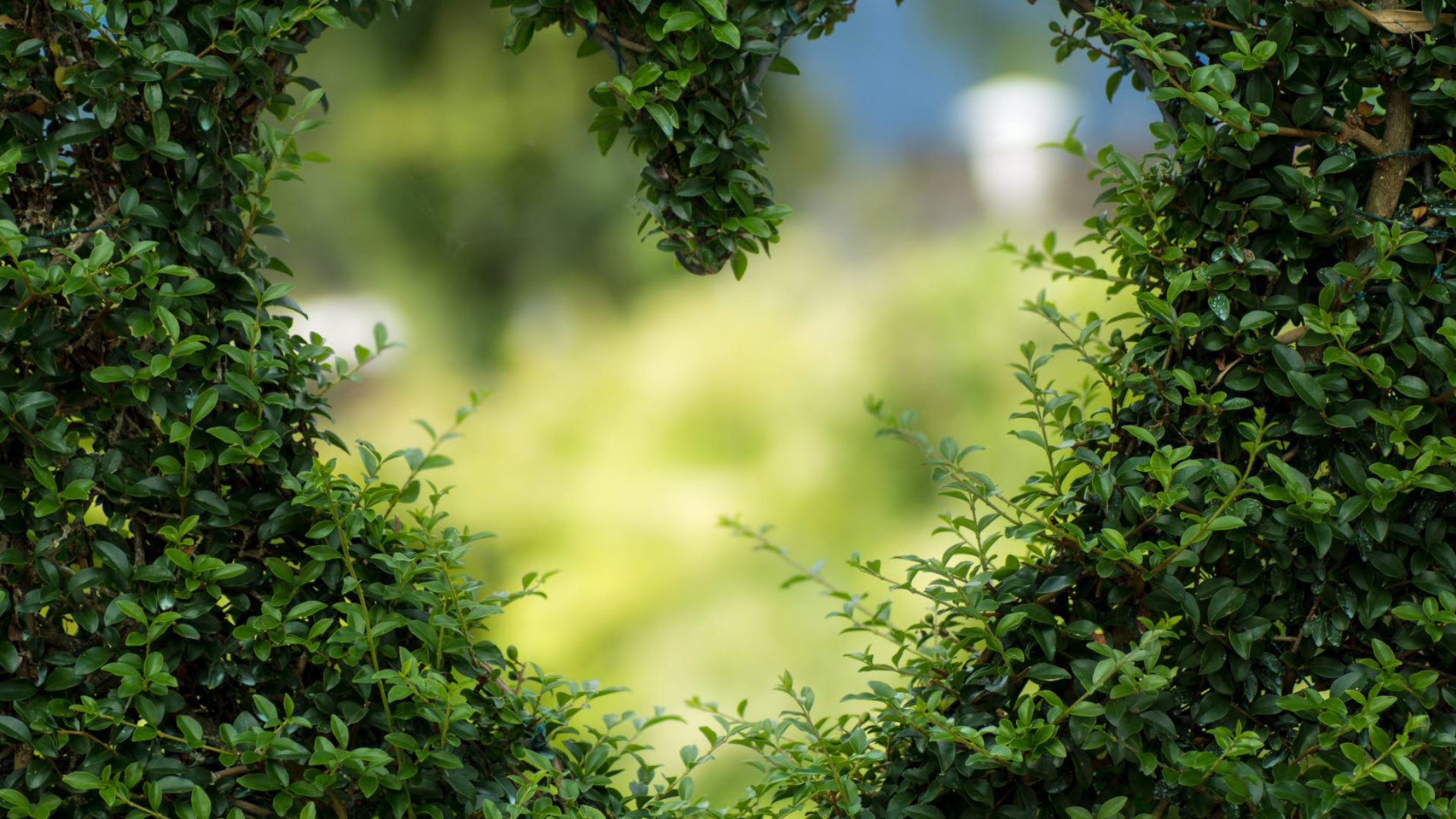 Tree-bush-heart-pexels.jpg