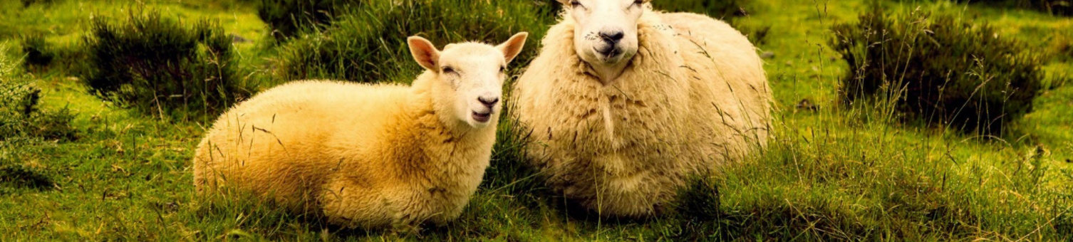 agriculture animals