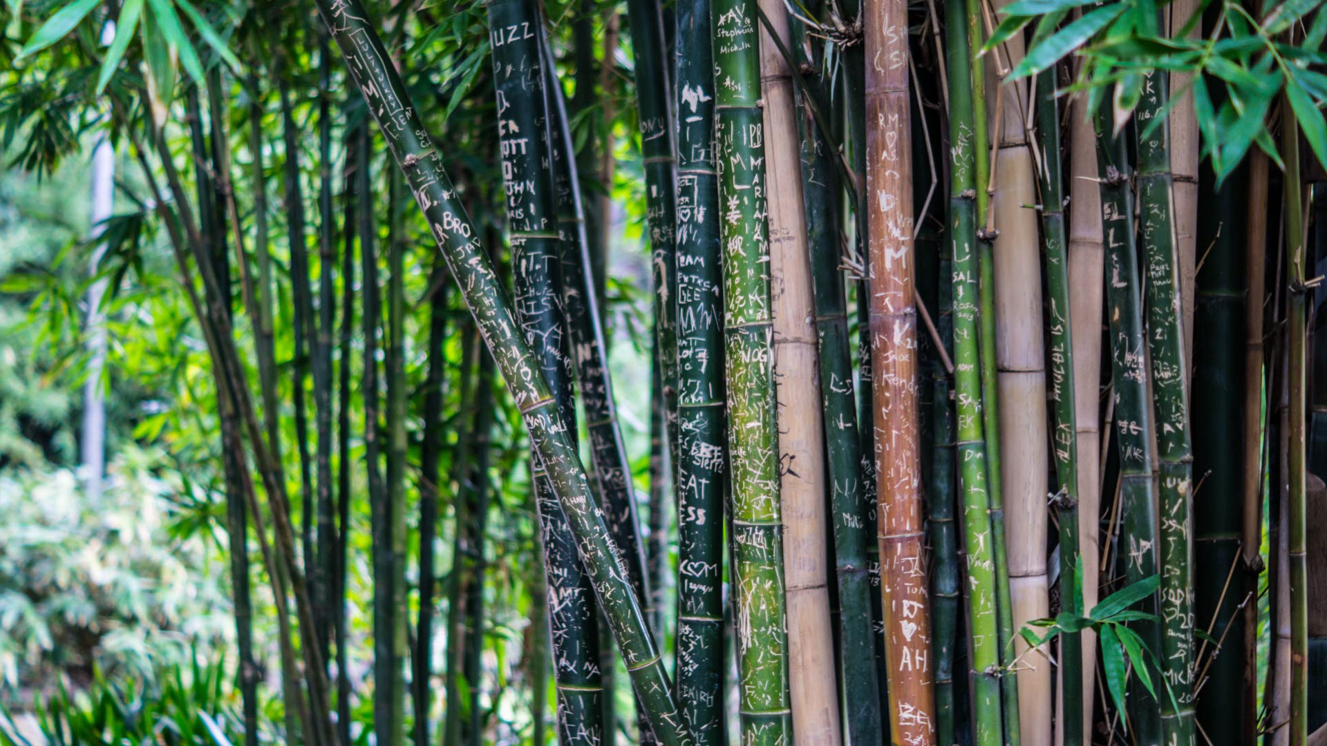 bamboo-forest-macro