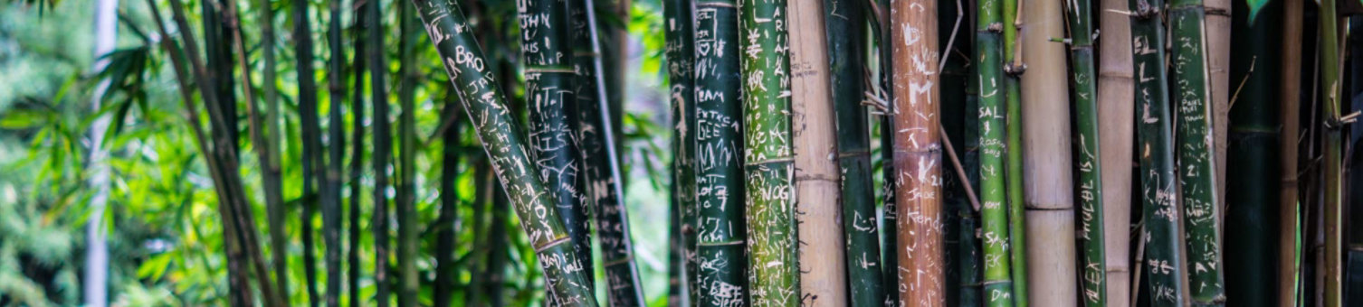 bamboo-forest-macro