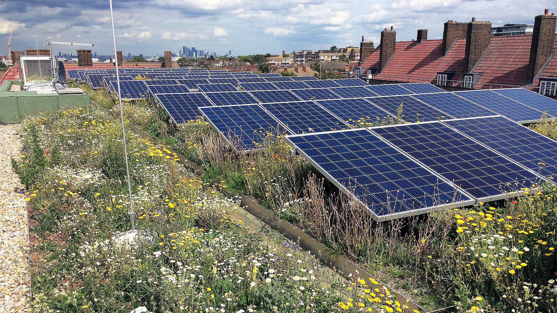 Why green roofs are crucial for biodiversity net gain