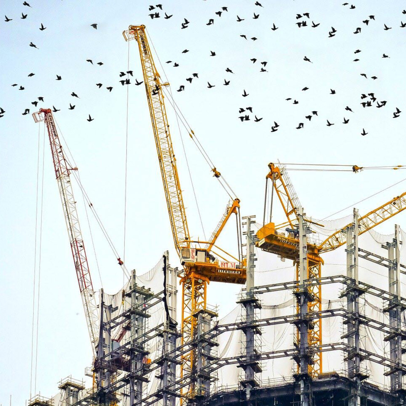 Building with scaffolding and birds flying over head