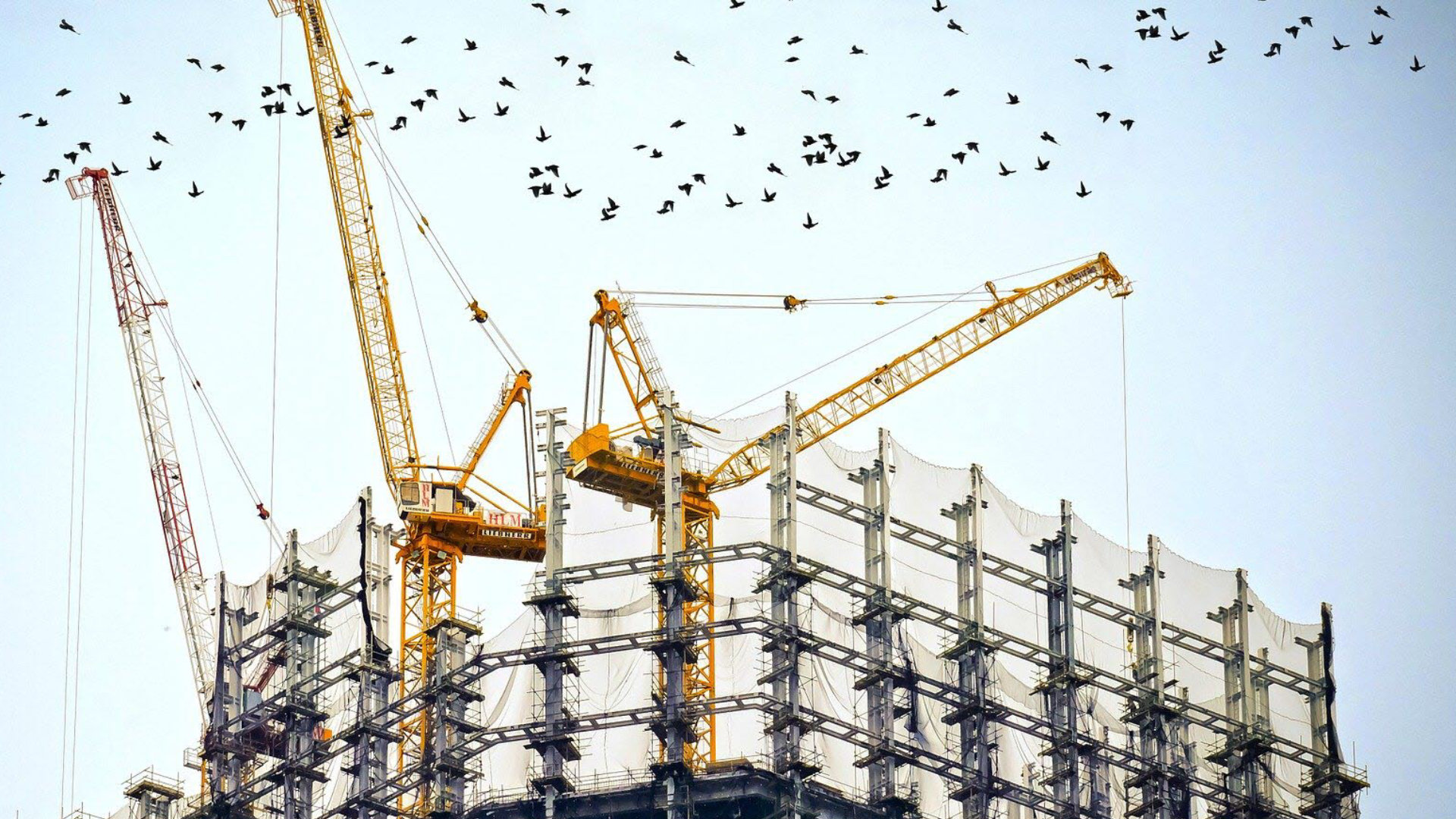 Building with scaffolding and birds flying above