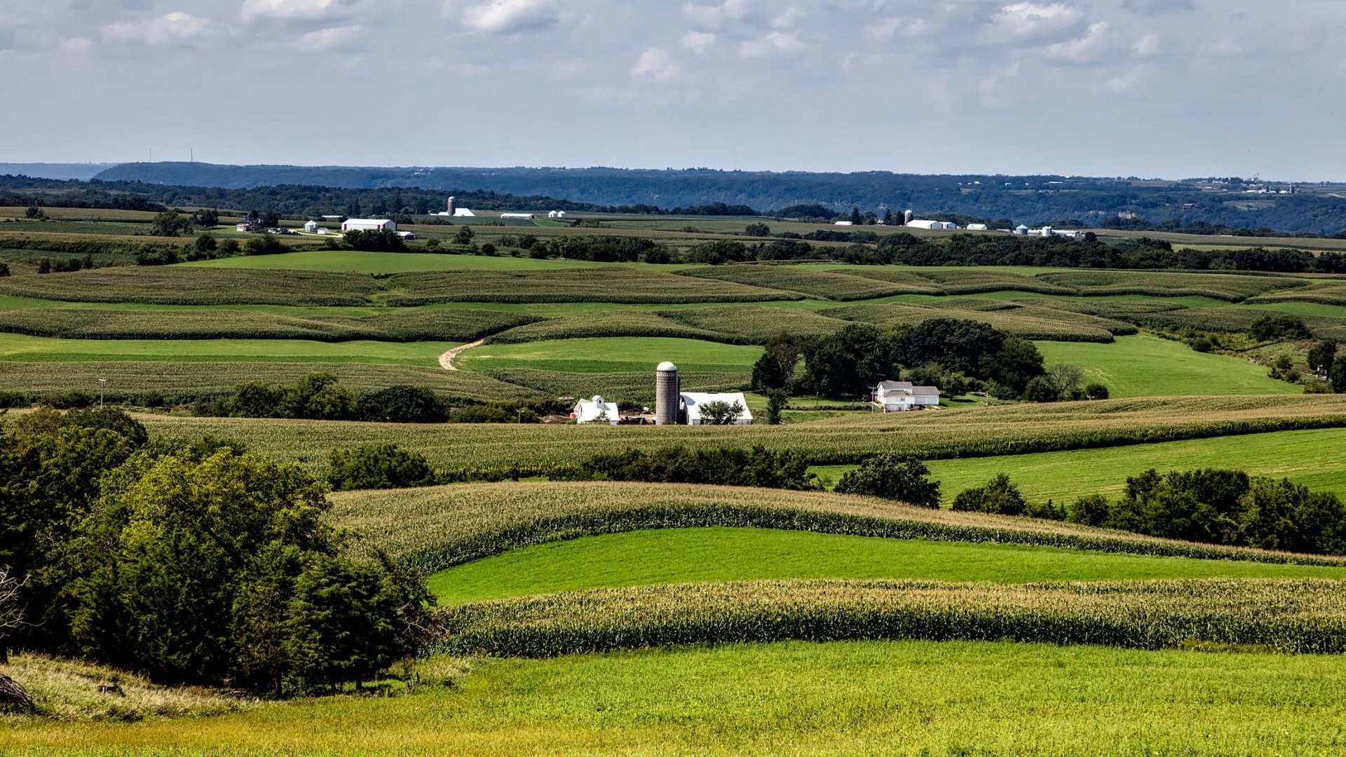 Crops in the countryside