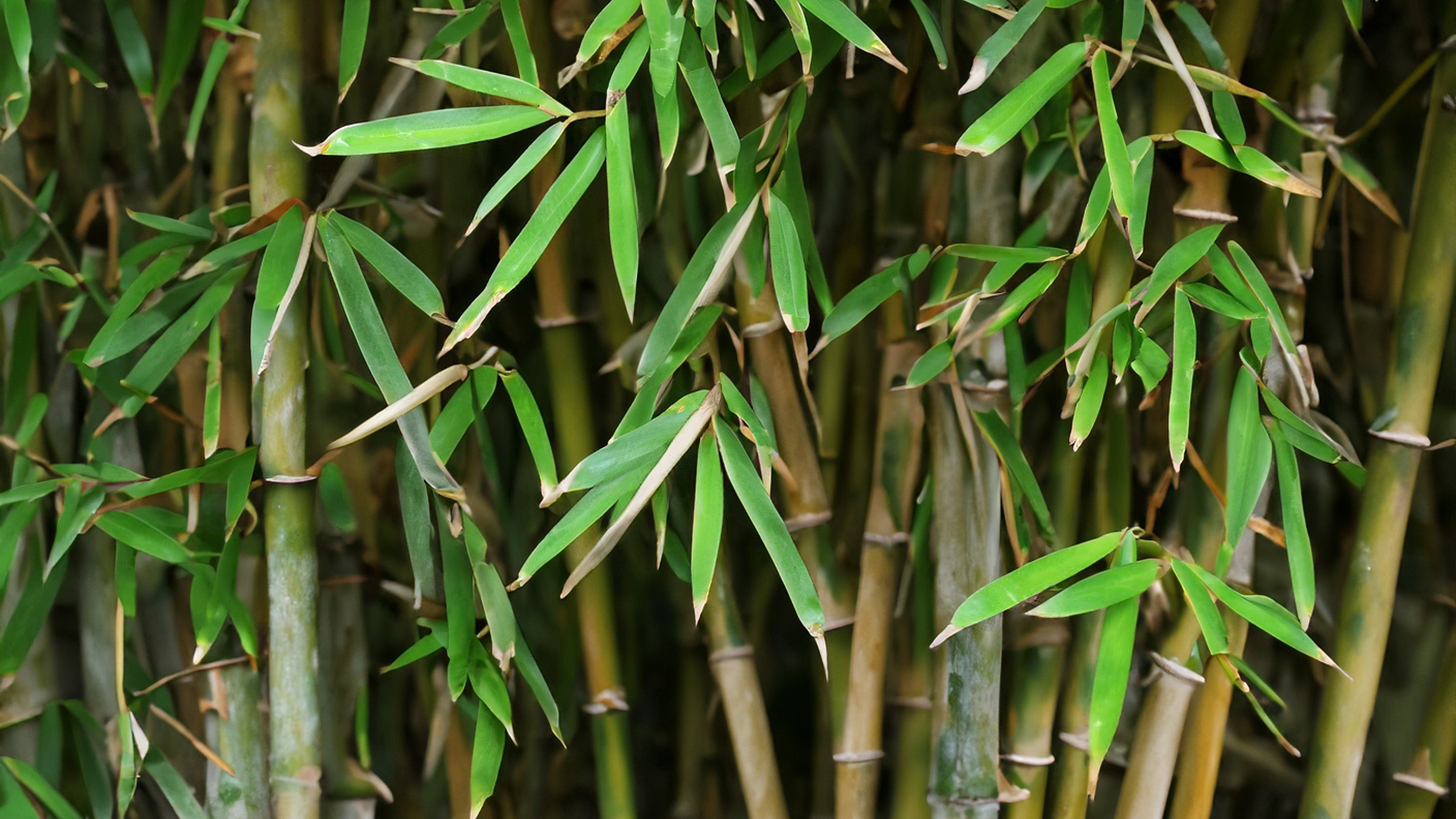 Why bamboo is not the new Japanese knotweed