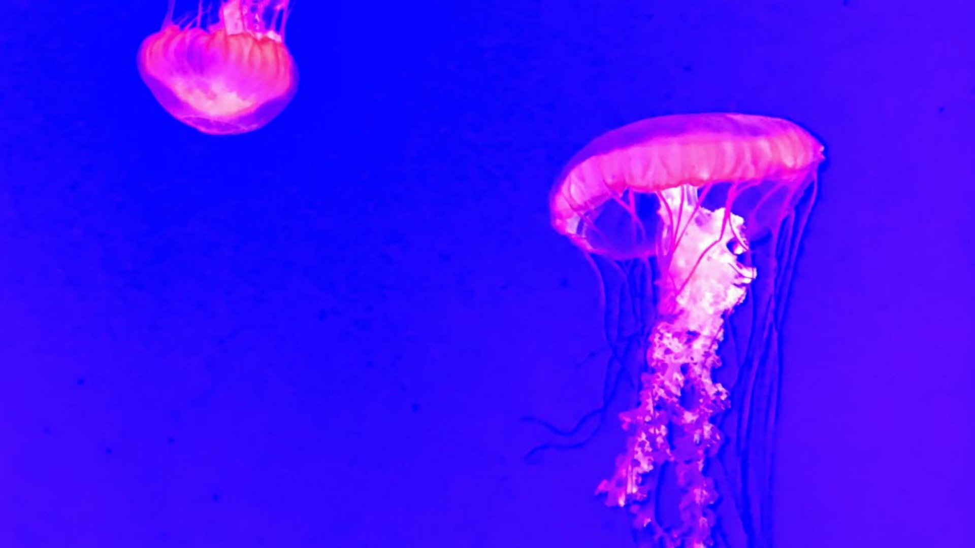 floating-jellyfish-ocean