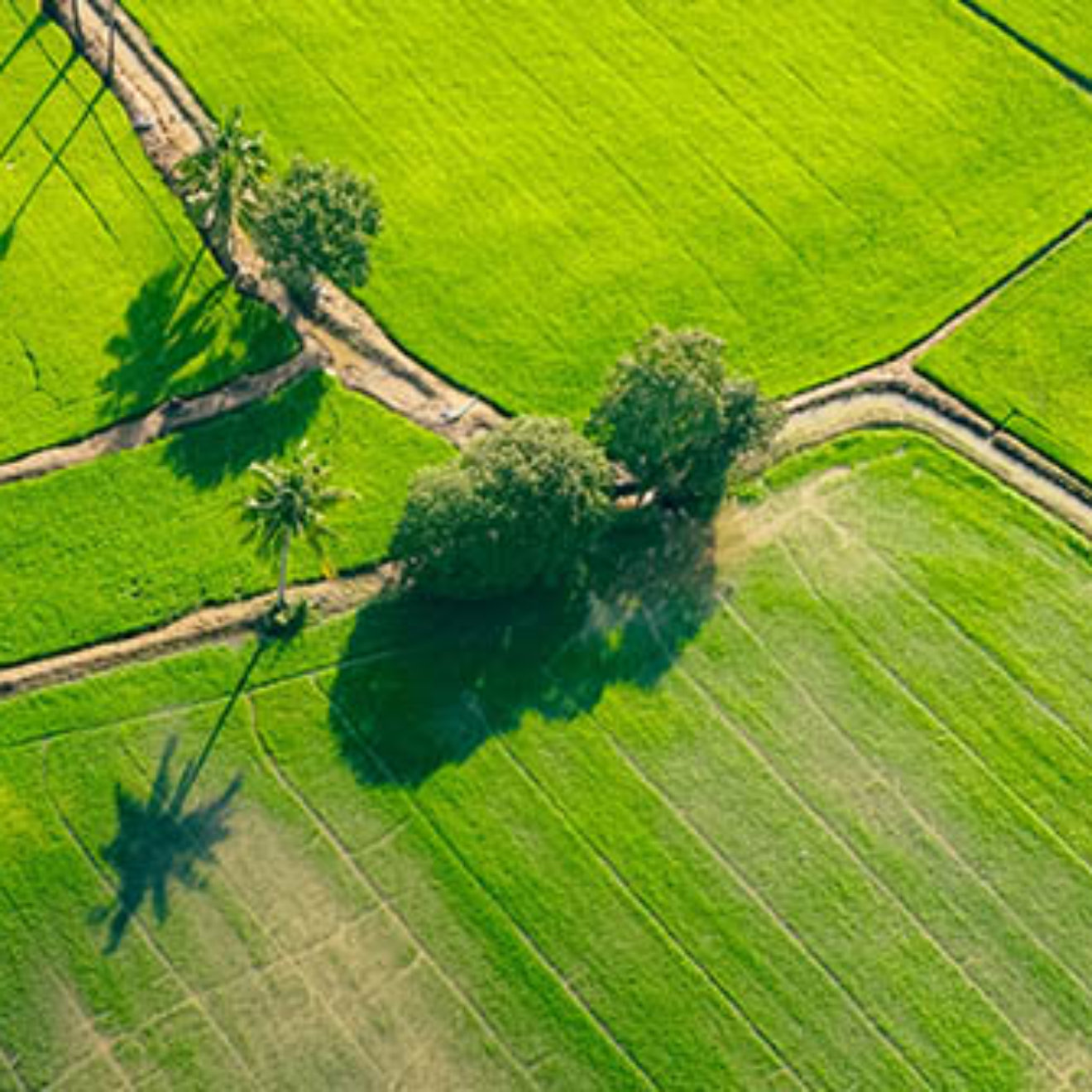 Aerial view of green rice field with trees in Thailand. Above view of agricultural field. Rice plants. Natural pattern of green rice farm. Beauty in nature. Sustainable agriculture. Carbon neutrality.