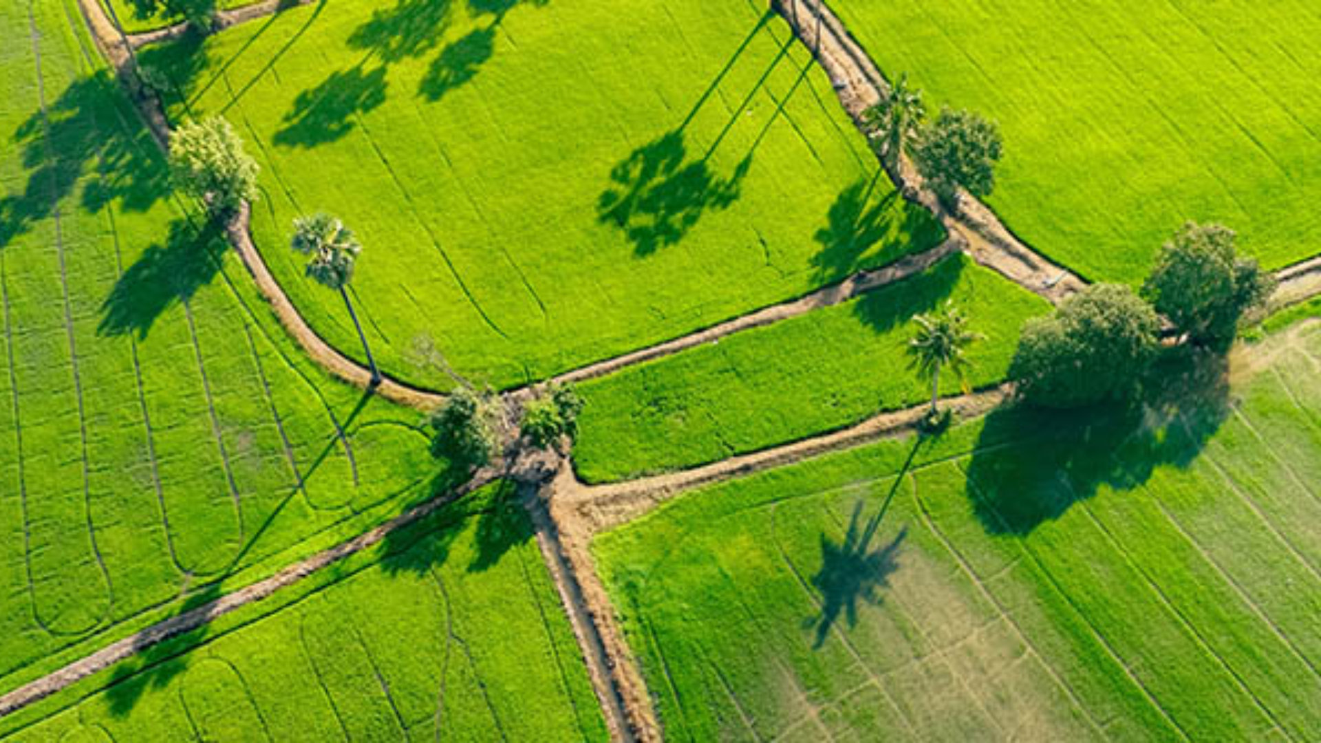 Green fields