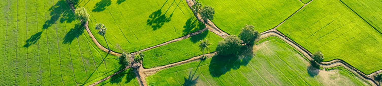 Green fields