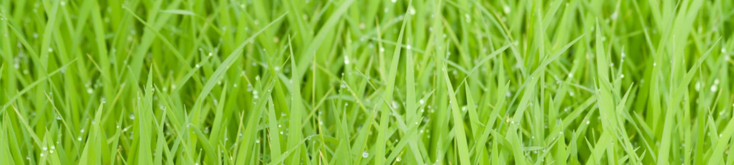 Close up of grass