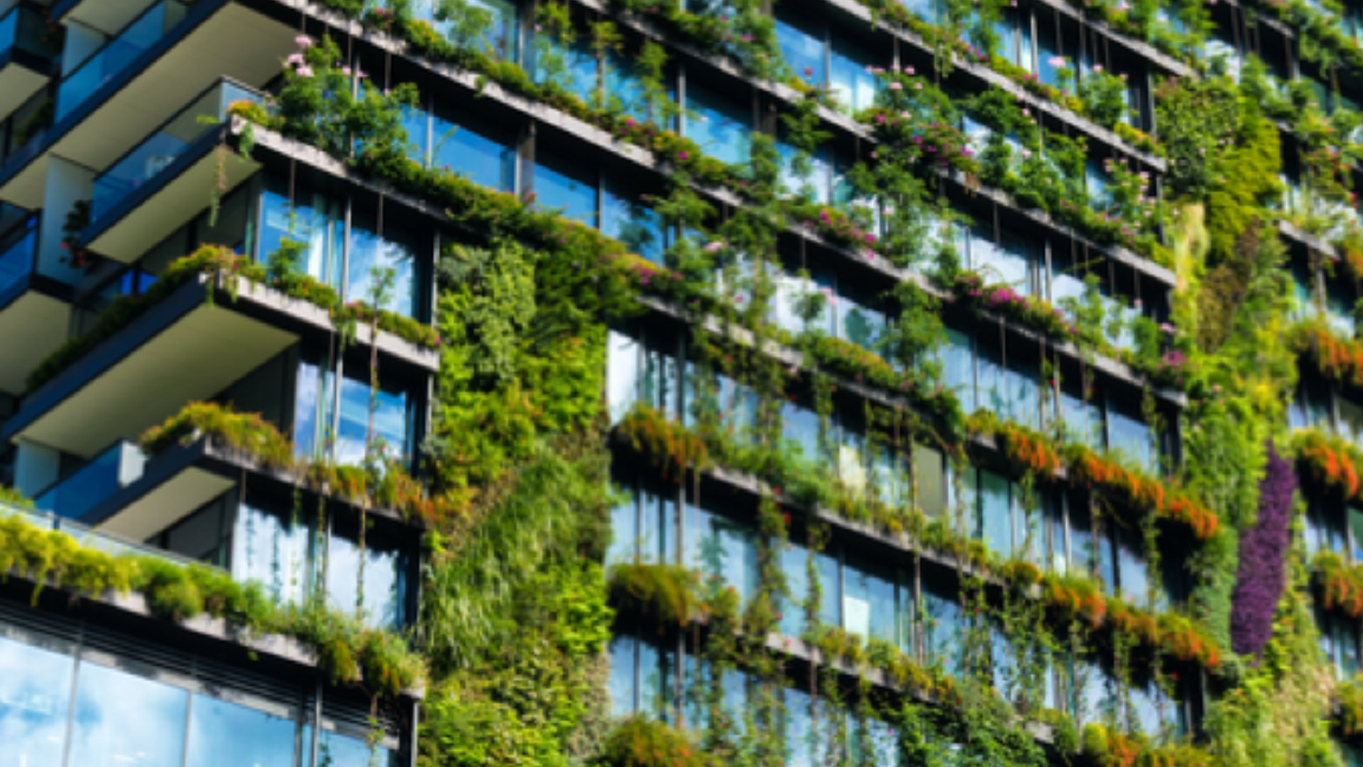 Green wall on a building