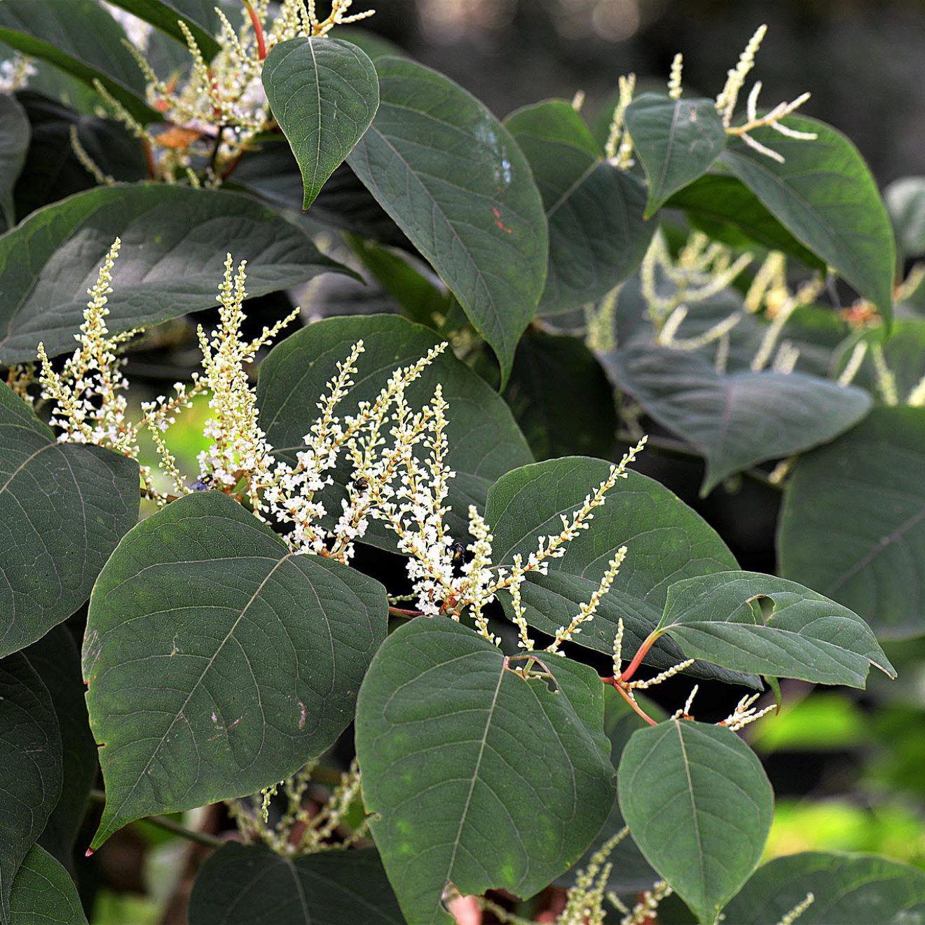 japanese-knotweed-021118.jpg