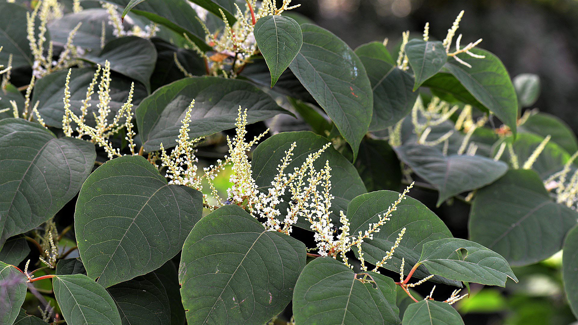 japanese-knotweed-021118.jpg