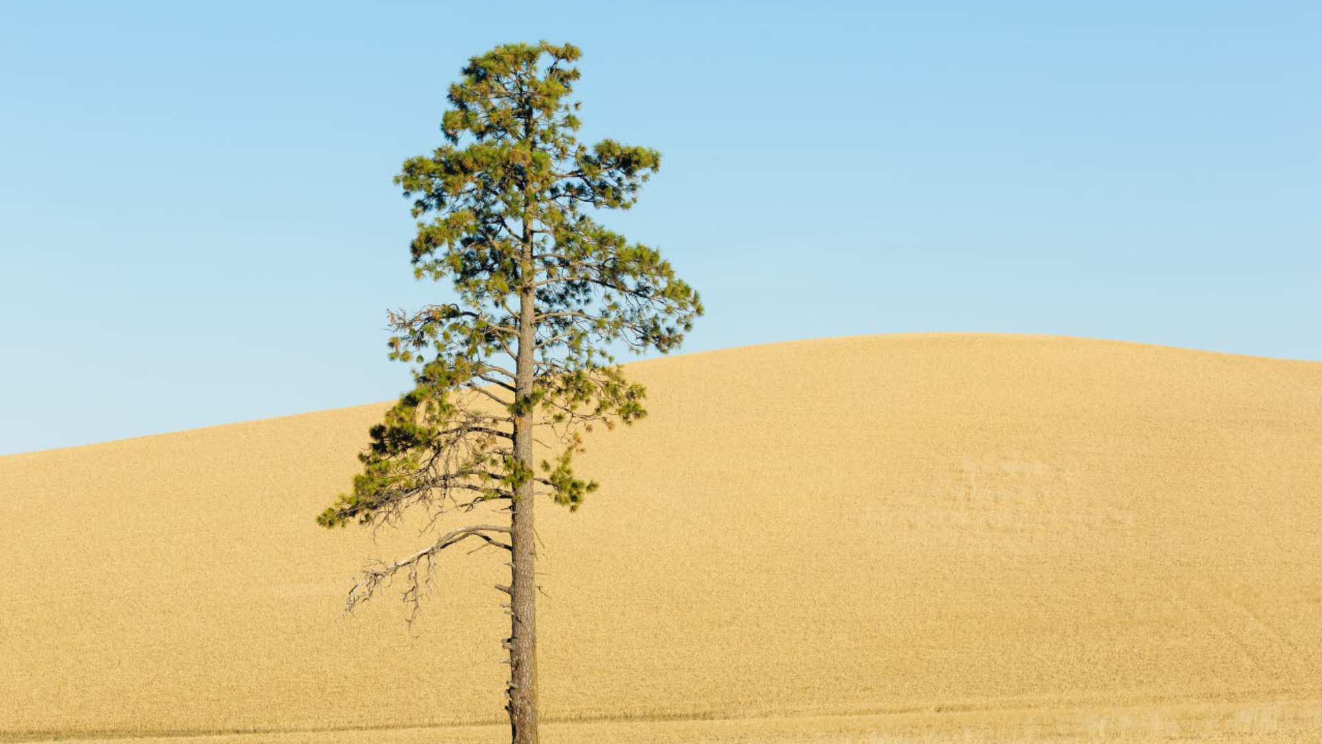 Farm field