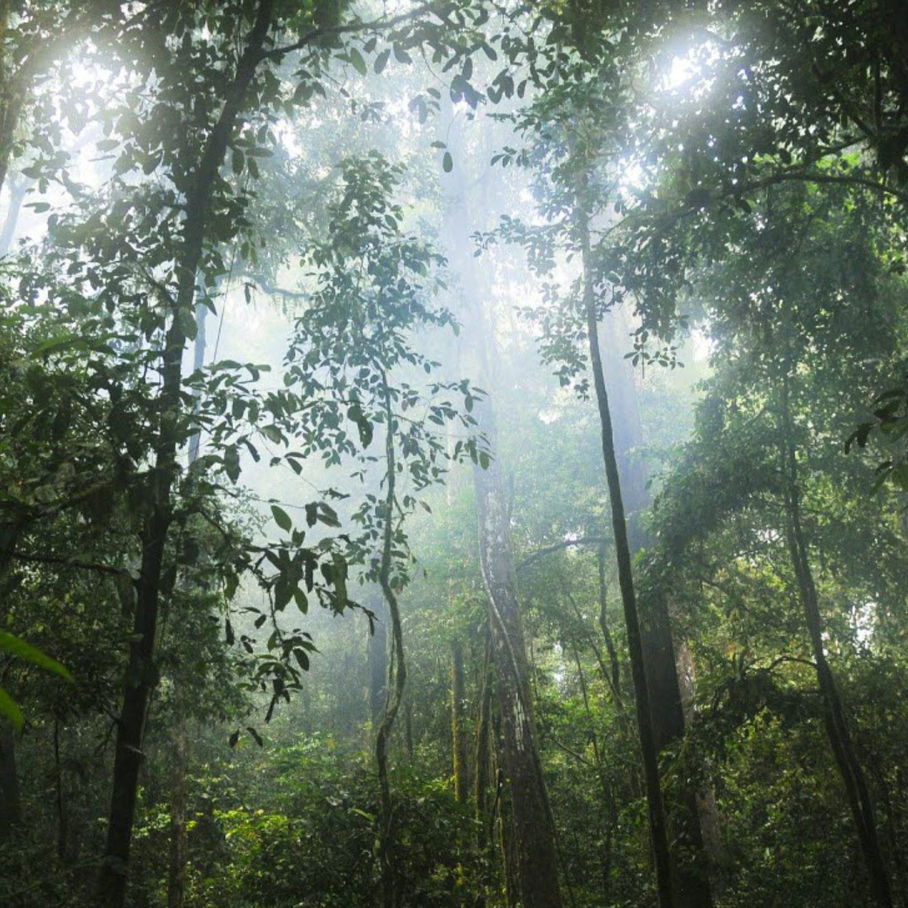 jungle trees