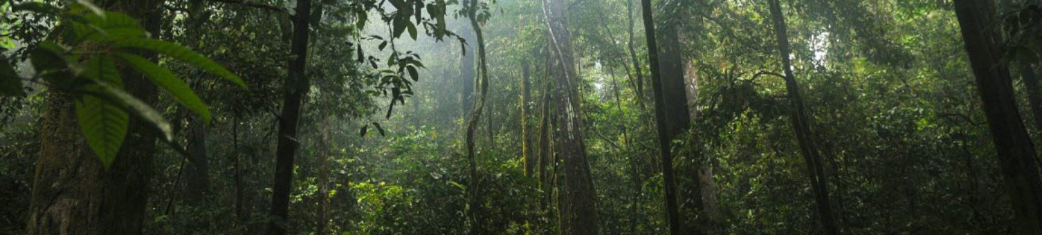 jungle-green-trees.jpg