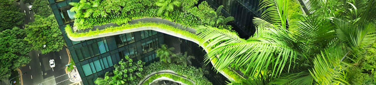 Plants growing on buildings