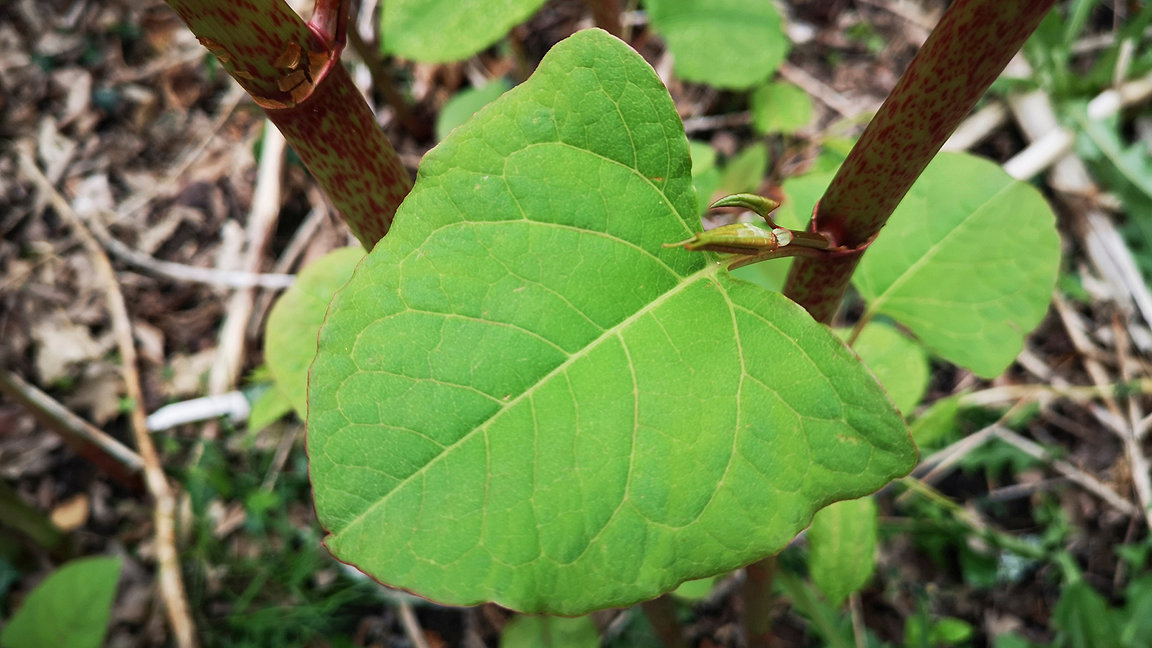 Close-up view of a Japanese knotweed leaf