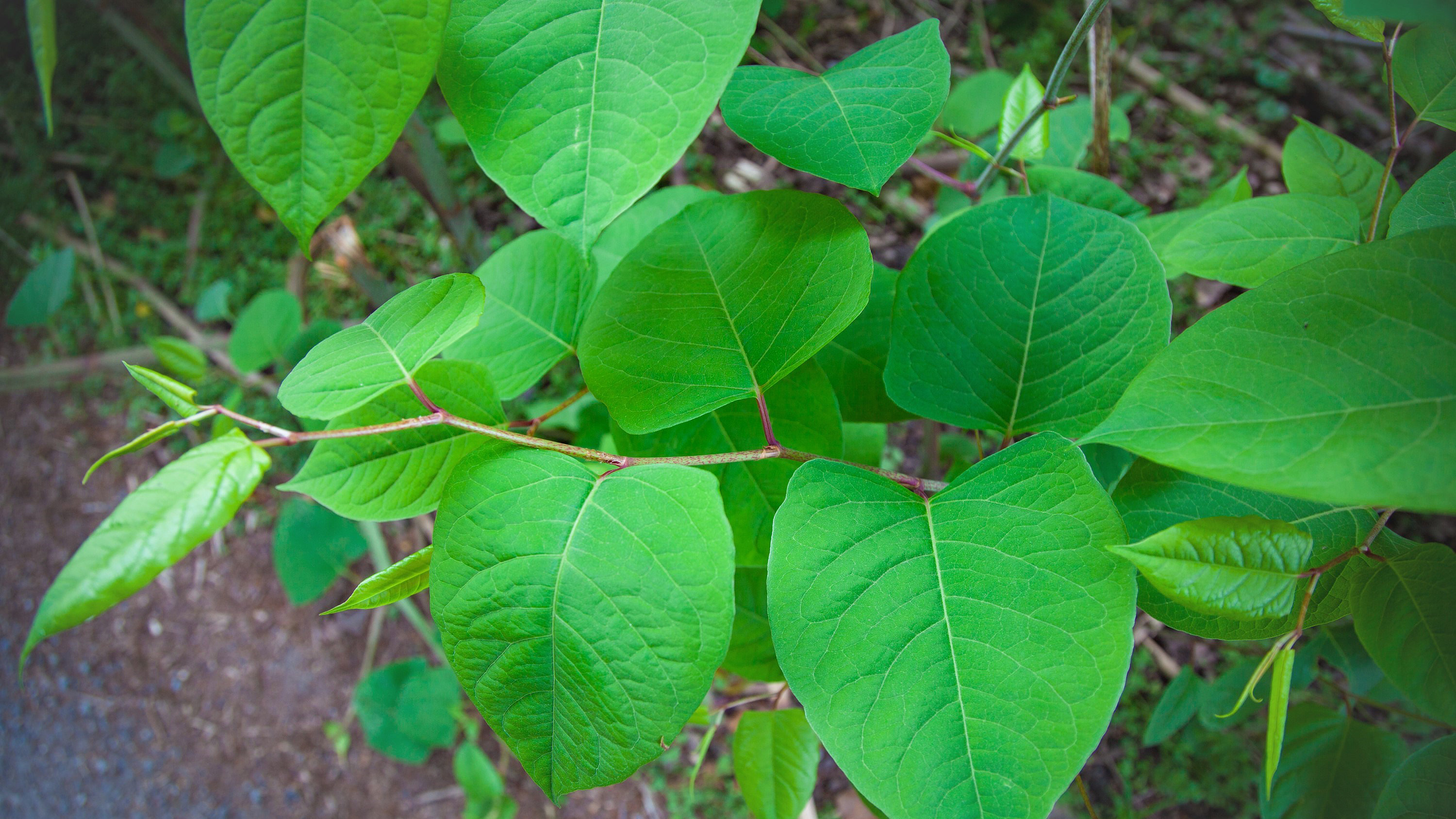 Japanese knotweed summer growth