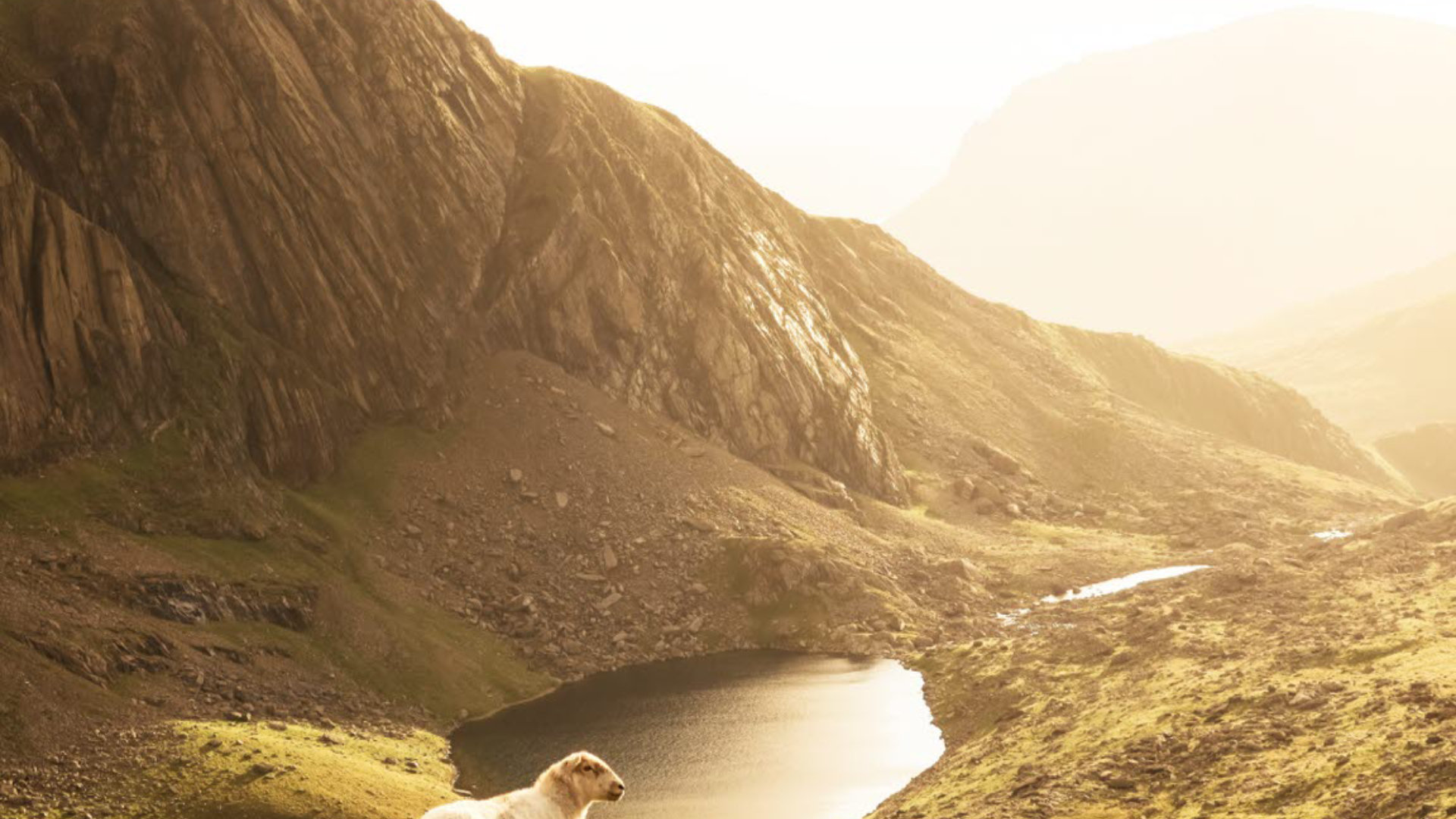 Sheep in Snowdonia, Wales