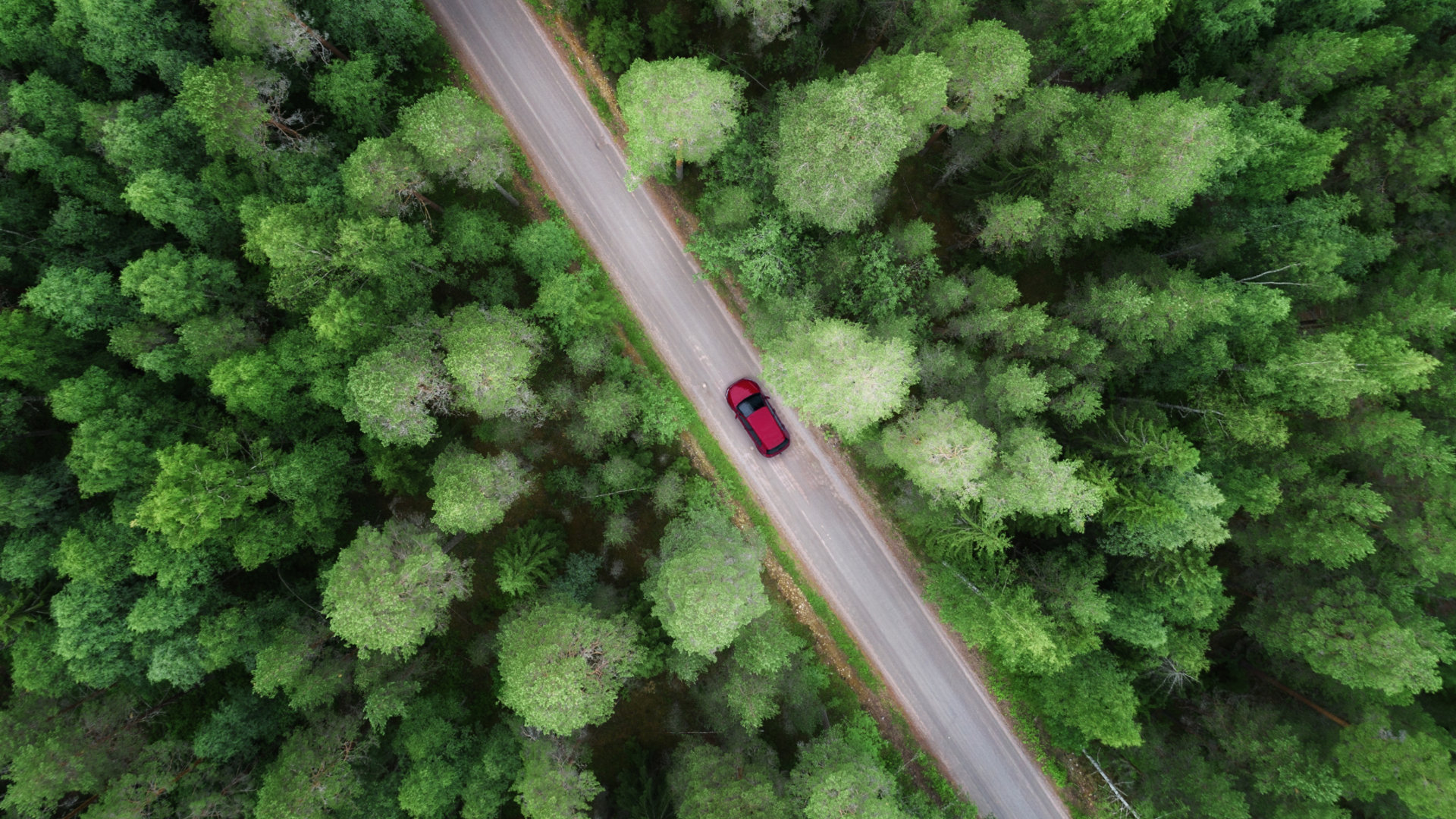 A car driving along a road through a forest
