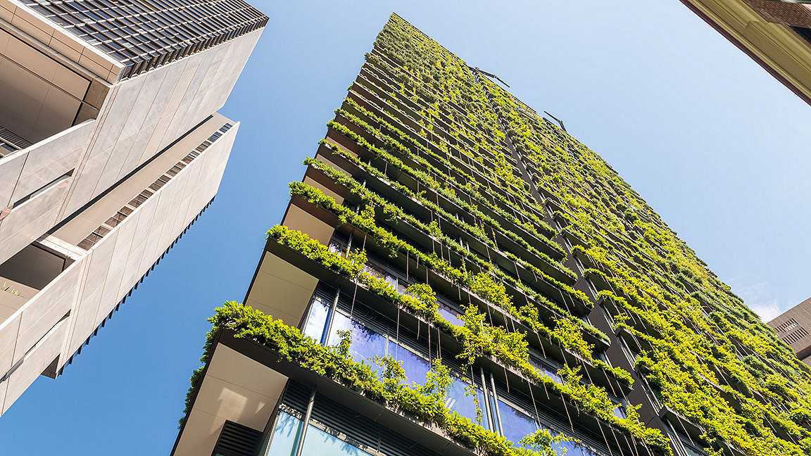 picture of green plant wall of high rise building
