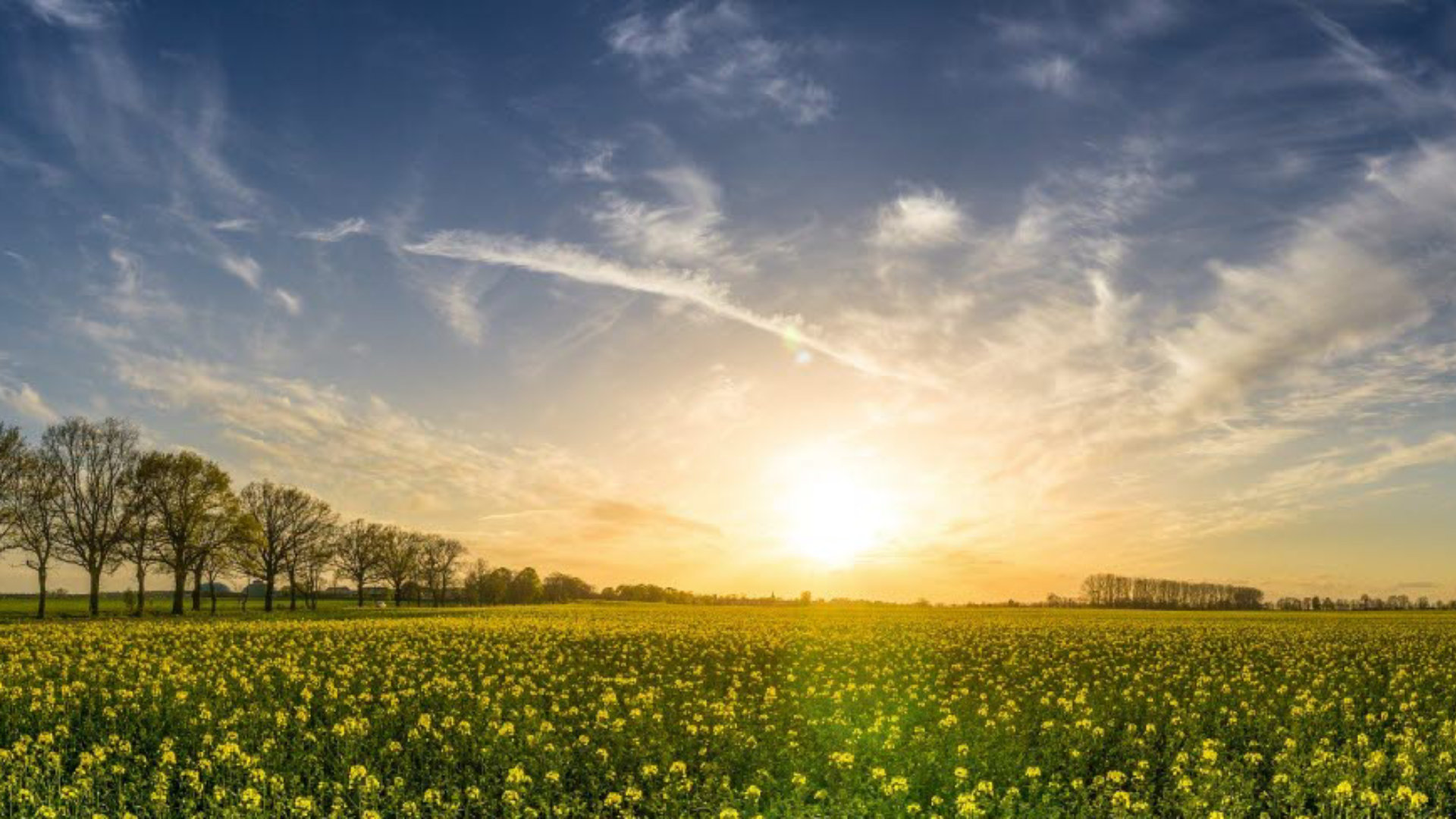 Sun rising over field