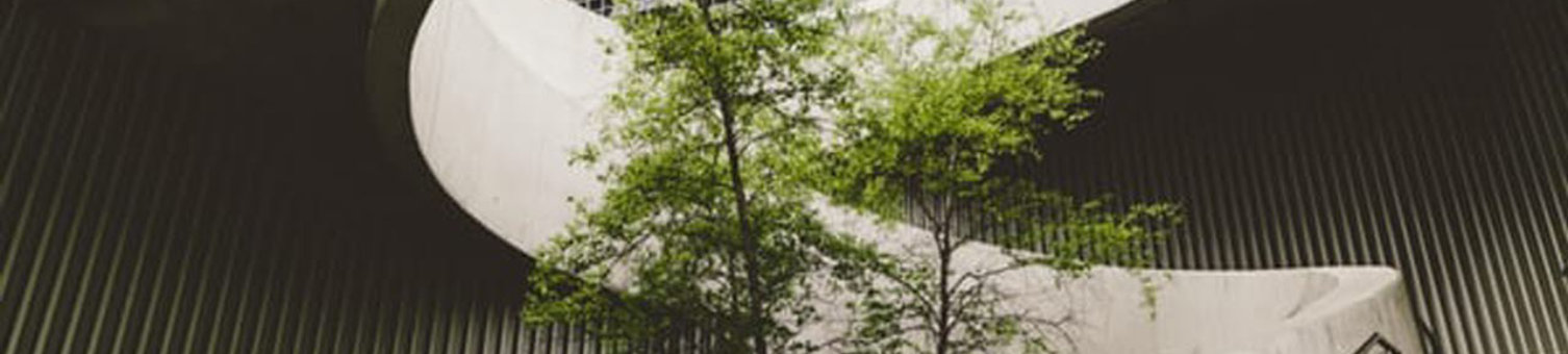 Tree in the middle of a built environment