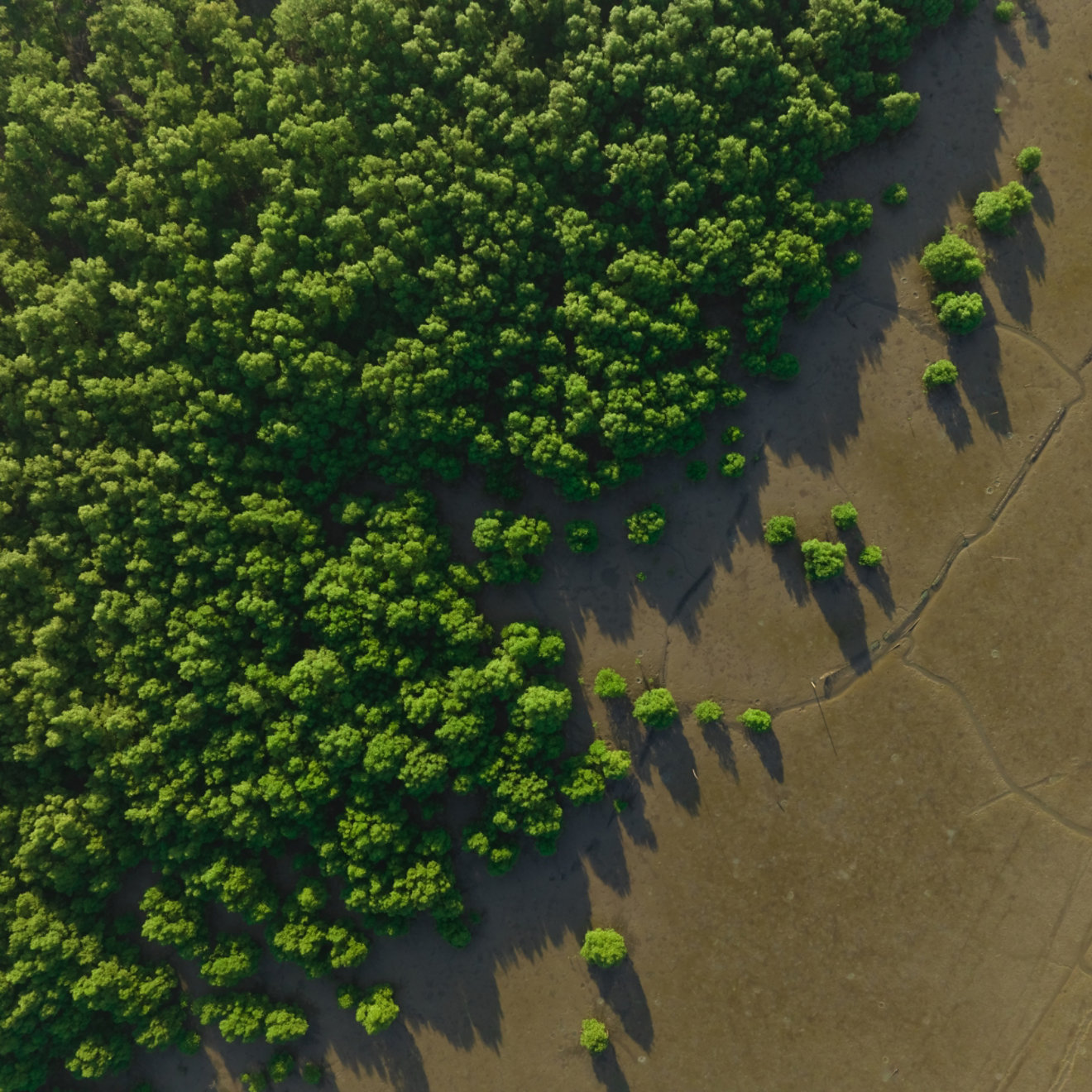 trees next to plains