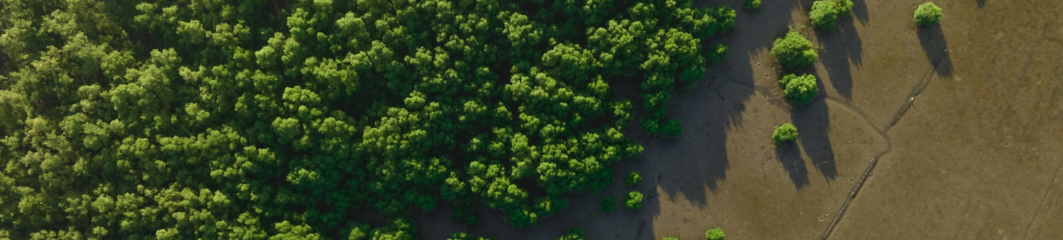 trees next to plains