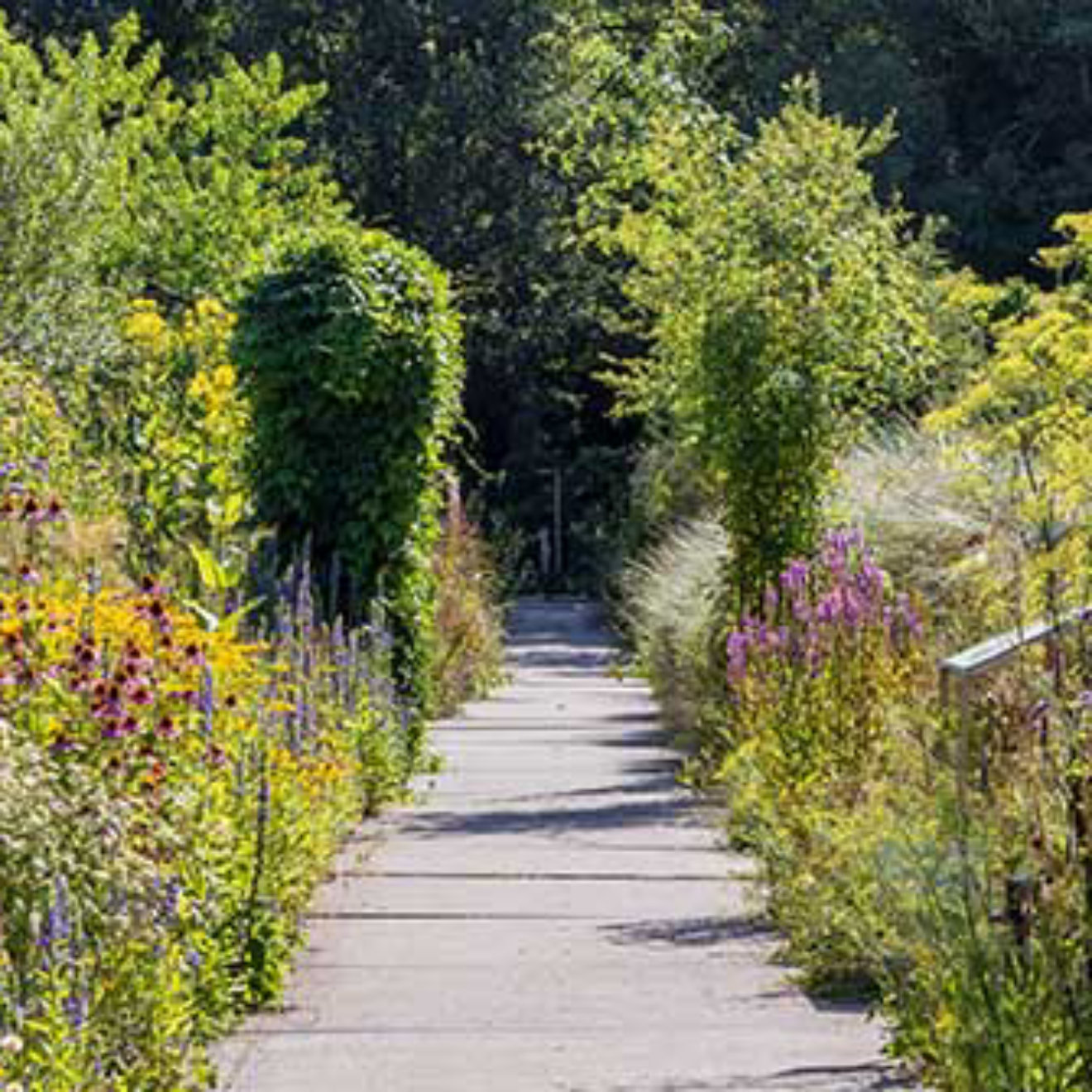 Garden and path in Hortus botanicus of Alkmaar in North Holland The Netherlands