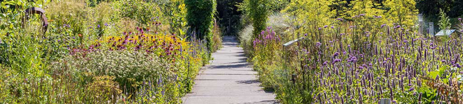 Garden and path in Hortus botanicus of Alkmaar in North Holland The Netherlands