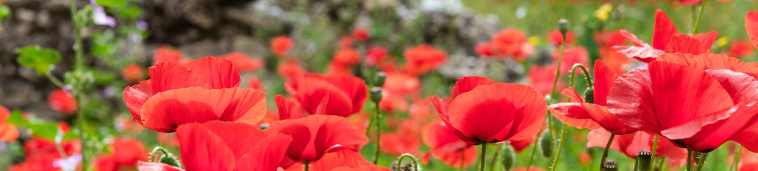 Aerial view of Parliament Square, Westminster.