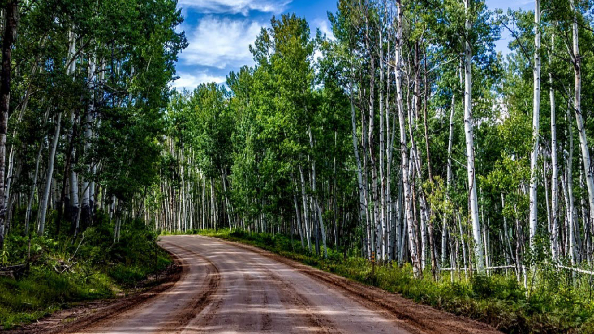 woodland-sky-rural-pexels.jpg