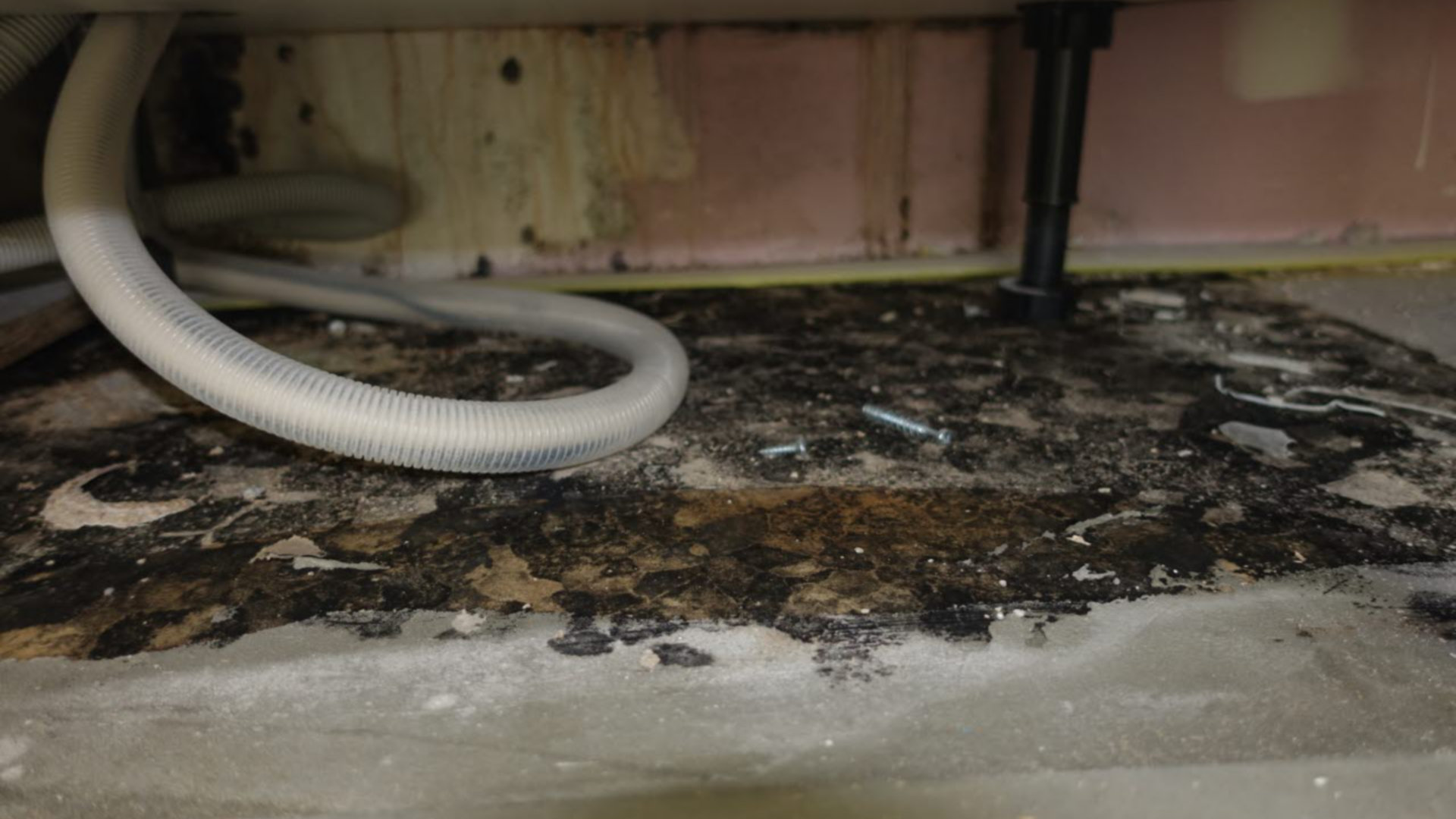 Mould growing in a home