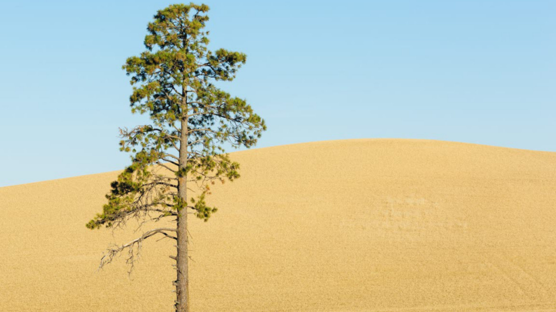 Farm field